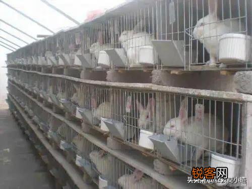 农村养殖兔子目前有没有发展前景？销路怎么样？多少钱？