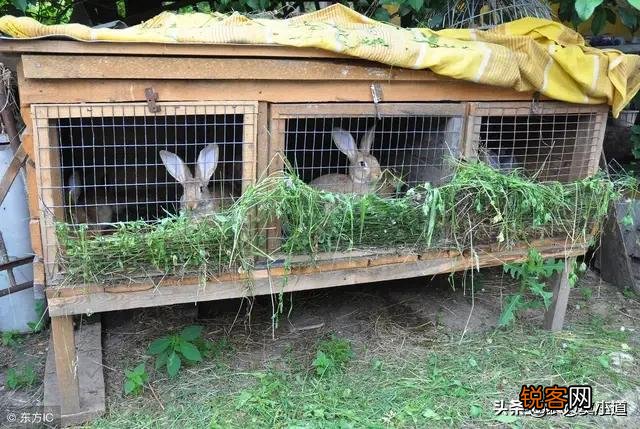农村养殖兔子目前有没有发展前景？销路怎么样？多少钱？