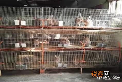 建一千只母兔养殖场需要多少钱？