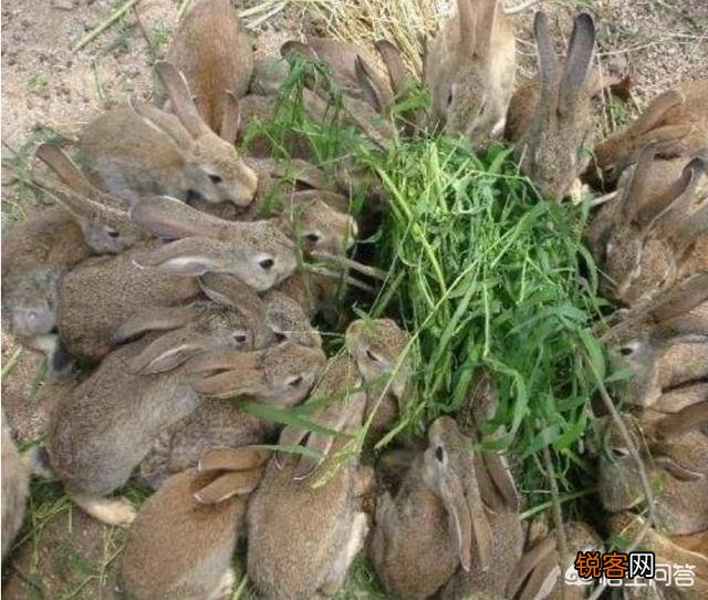 想养殖1000只野兔,需要投资多少钱？需要多大的山林面积？