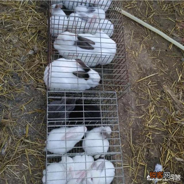 养100只肉兔需要多大的投入？