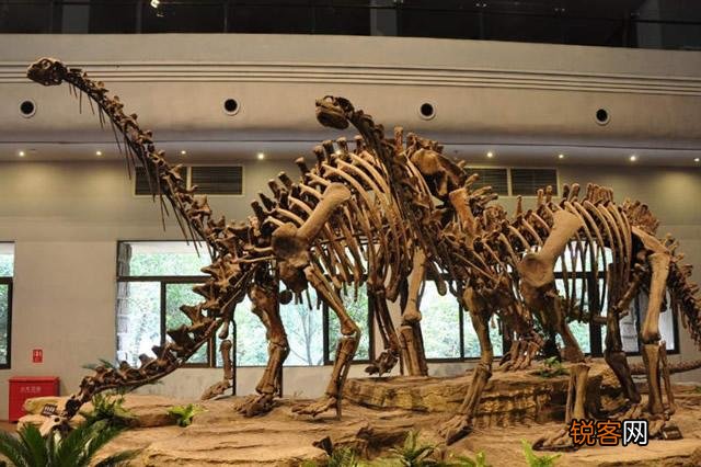 恐龙曾经是地球的霸主,那么恐龙的寿命是多少年？