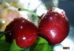 车厘子不熟怎么办