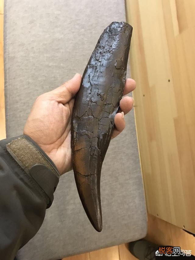哪种恐龙战斗力最强？