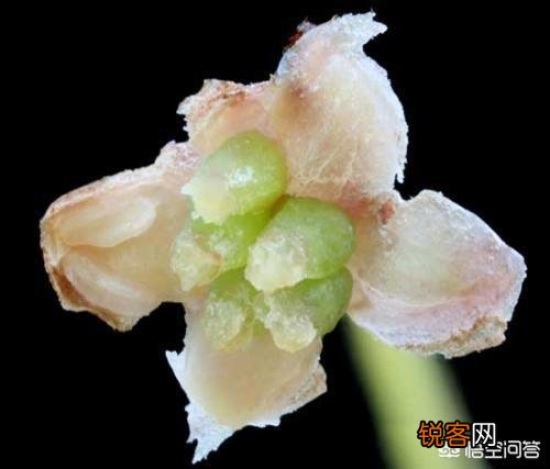 被称为活化石的植物有哪些？