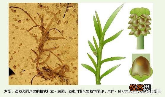 被称为活化石的植物有哪些？
