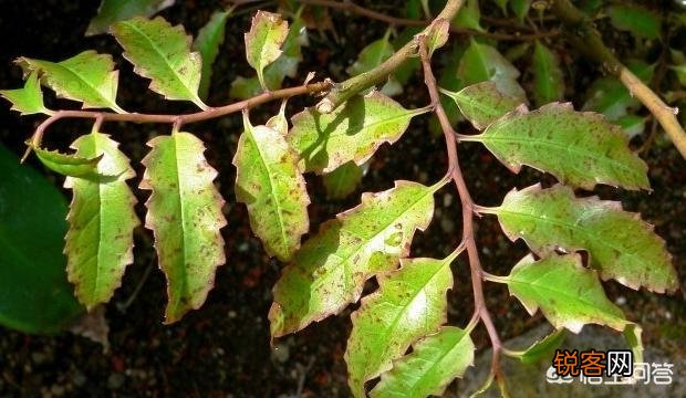 被称为活化石的植物有哪些？