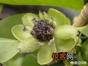 被称为活化石的植物有哪些？