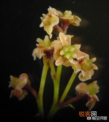 被称为活化石的植物有哪些？