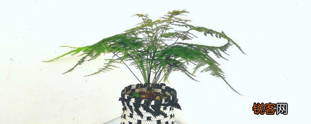 适合放女孩卧室招财的植物 适宜放在卧室的植物有哪些