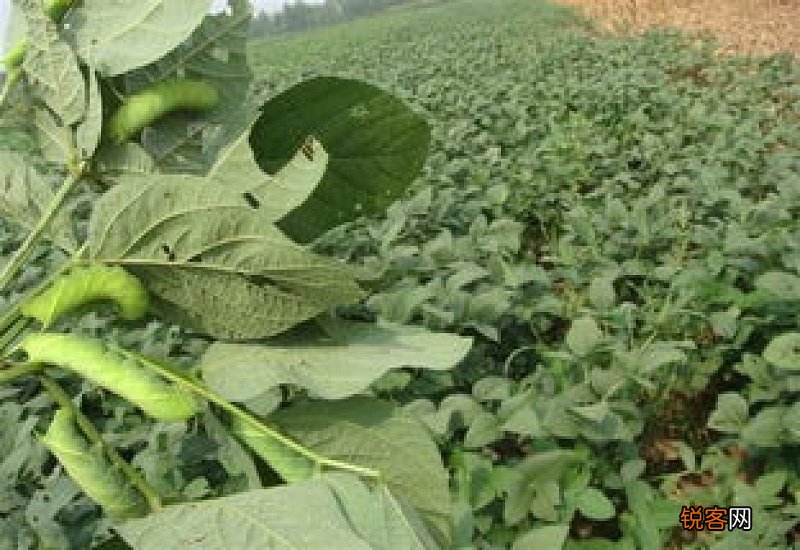 黄豆里的虫子有毒吗