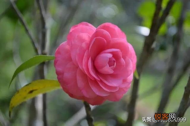你是否知道孟浩然《春晓》其实是一首悲鸣的诗？你真的理解了这首诗的悲情含义吗？