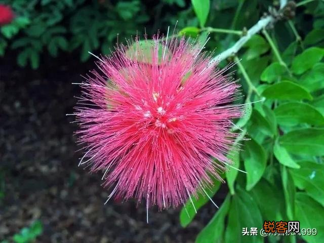 你是否知道孟浩然《春晓》其实是一首悲鸣的诗？你真的理解了这首诗的悲情含义吗？