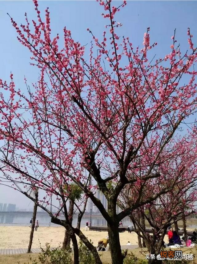 唐诗《春晓》在描写景物上的特点是什么？