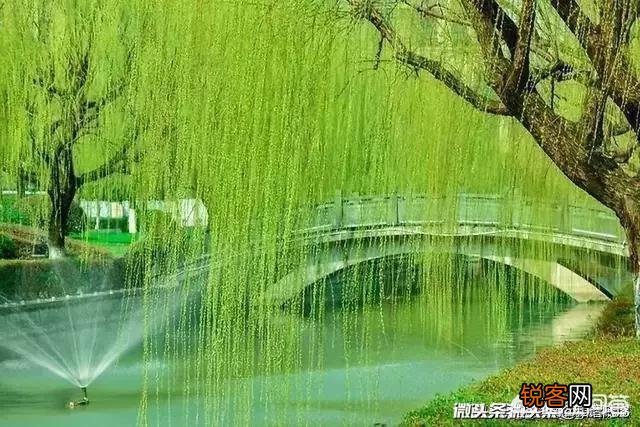 唐诗《春晓》在描写景物上的特点是什么？