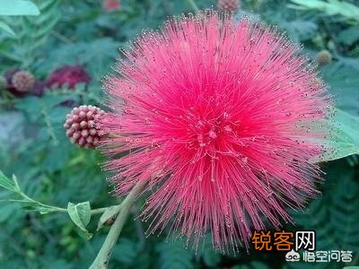 唐诗《春晓》在描写景物上的特点是什么？