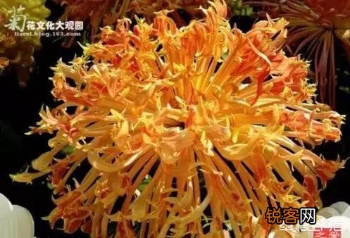 唐诗《春晓》在描写景物上的特点是什么？