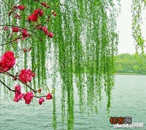 唐诗《春晓》在描写景物上的特点是什么？