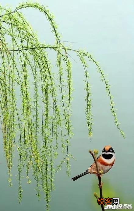 唐诗《春晓》在描写景物上的特点是什么？