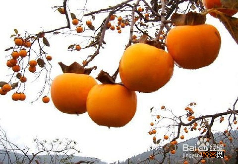 柿子的营养价值是什么 吃柿子有什么要注意的事项