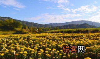 秋丛绕舍似陶家的秋丛是什么意思 秋丛绕舍似陶家原文介绍