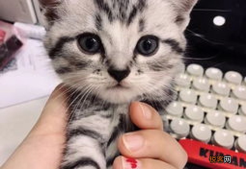 猫突然呕吐怎么回事