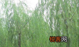 柳树植物记录卡怎么写 柳树植物记录卡如何写