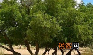 榆树的寓意和象征 榆树分布在哪里