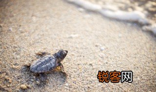 龟兔赛跑的故事简介 龟兔赛跑小故事