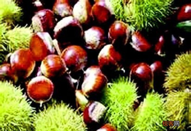 栗子有什么功效与作用 板栗的食用方法有哪些