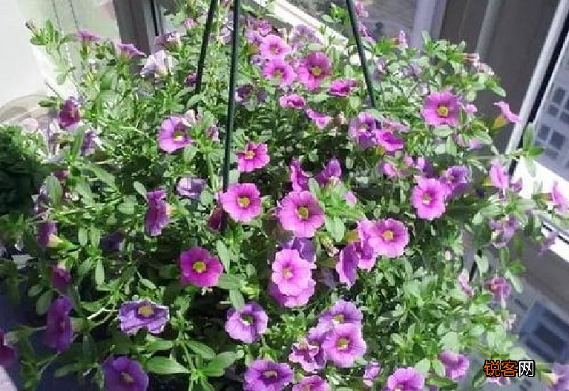 百万小玲和牵牛花的区别