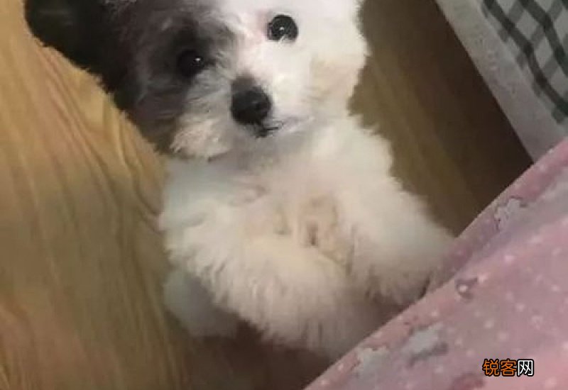泰迪从来不驱虫会怎么样