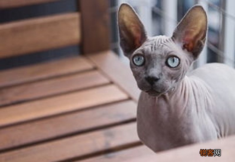 冻干能天天喂猫吗