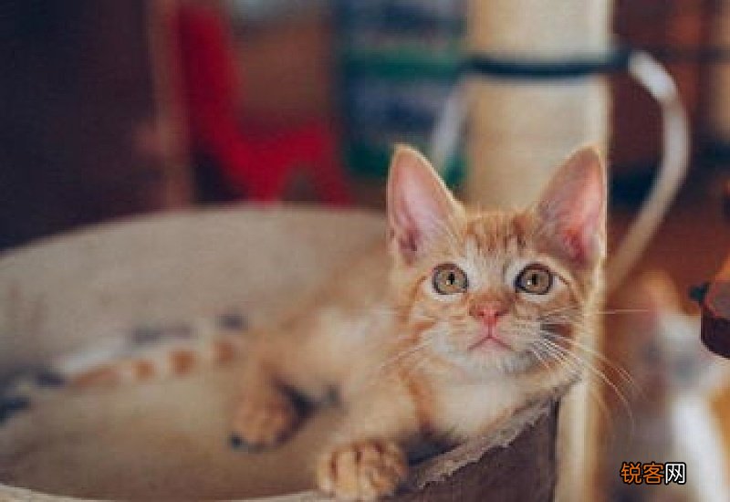 新接小猫必须在当天体检吗豆瓣