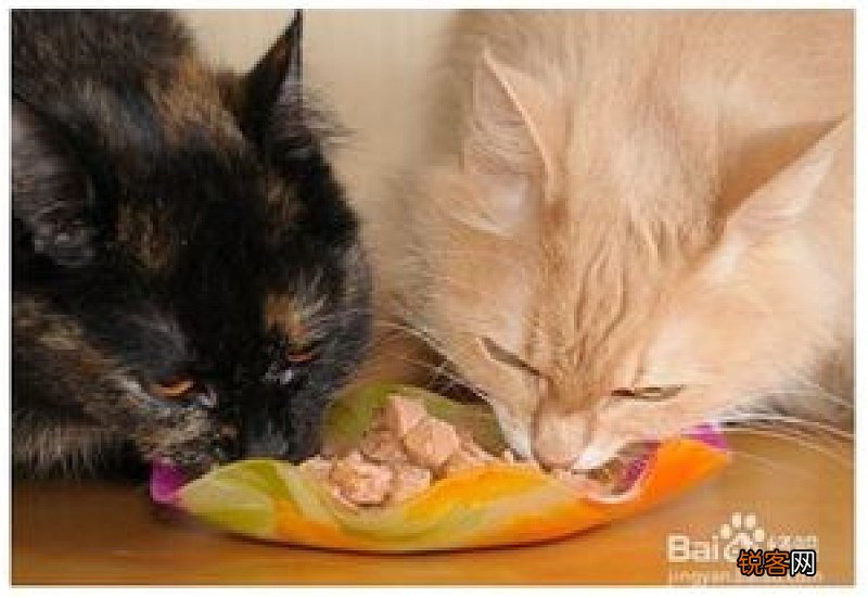 突然给猫咪换猫粮会怎么样