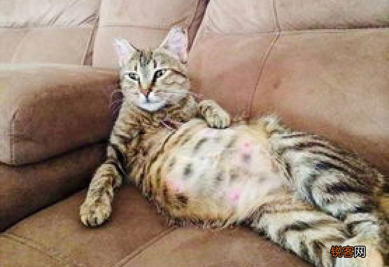 母猫怀孕多久能摸出来