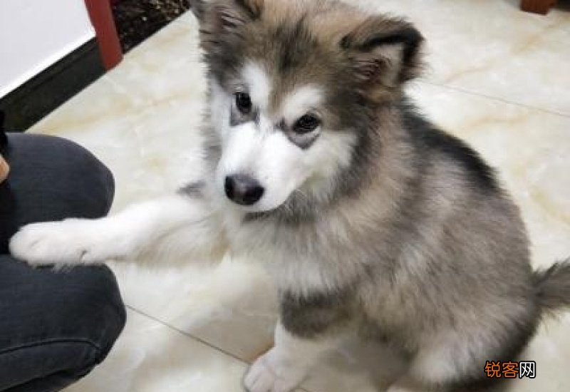 阿拉斯加哪个脸型贵