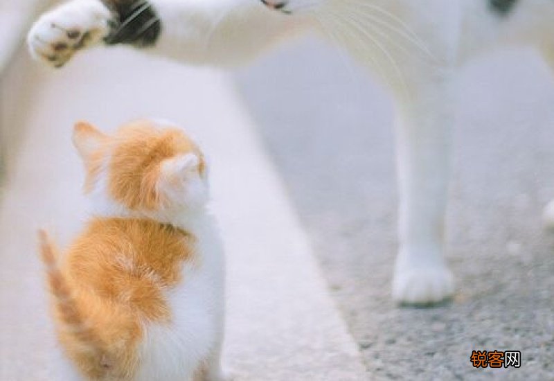 小猫断尾怎么回事