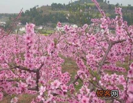 白居易《大林寺桃花》表达了诗人怎样的心情？