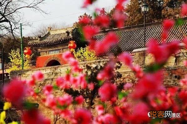 白居易《大林寺桃花》表达了诗人怎样的心情？