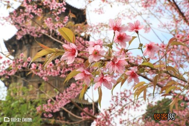 白居易《大林寺桃花》表达了诗人怎样的心情？