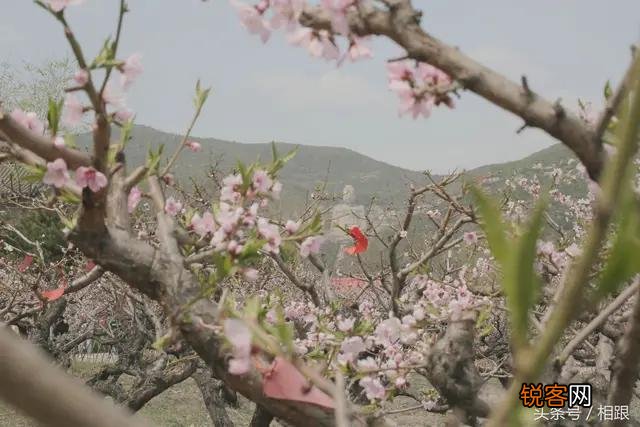 白居易《大林寺桃花》表达了诗人怎样的心情？