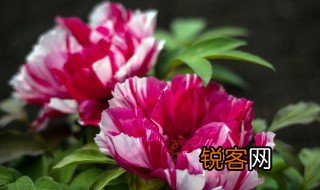牡丹植物记录卡怎么写 牡丹植物记录卡的写作流程
