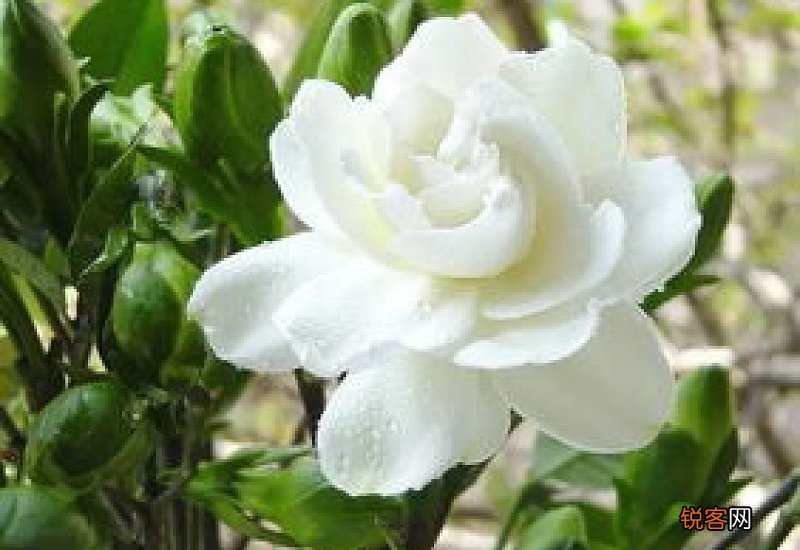 栀子花可以吃吗 栀子花可以泡茶喝吗