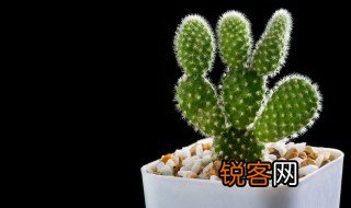 仙人掌记录卡怎么写 仙人掌记录卡的抄写步骤