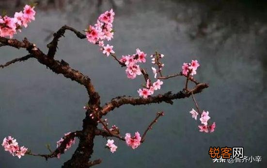大林寺桃花的简要诗意？