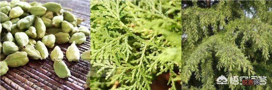 30岁的女人适合喷什么牌子香水,味道好闻,香味持久,求推荐？