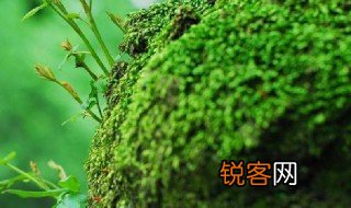 苔藓和蕨类植物手抄报内容 苔藓和蕨类植物的异同