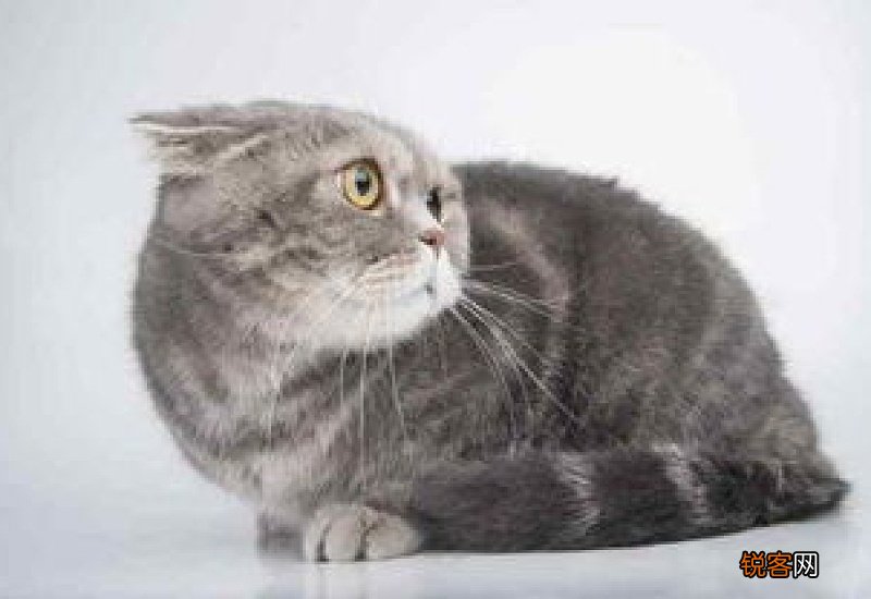 猫为什么怕生人