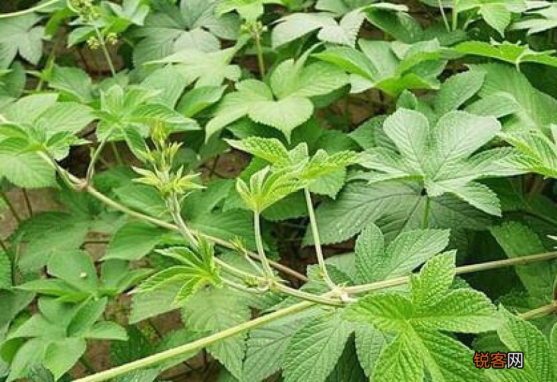打头草怎么种